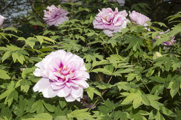 牡丹の花咲く古刹