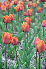 Fototapeta premium Tulipes orange au jardin au printemps