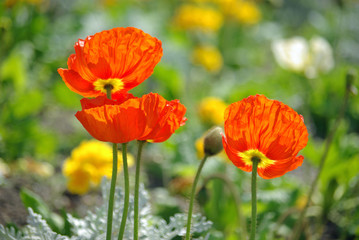 Fototapeta premium Pavots orange au printemps au jardin