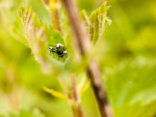 a bug hidden inside a leaf cool looking green
