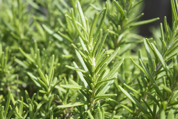 Close-up of rosemary herb plant 