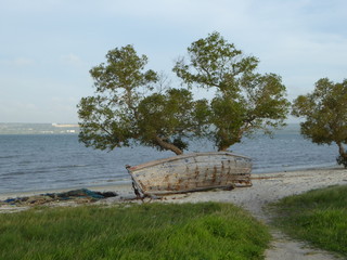 boat and tree