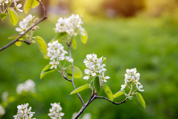 Spring garden in blossom