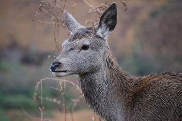 Single Female Deer Posing in the Wild