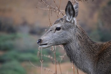 Single Female Deer in Wild