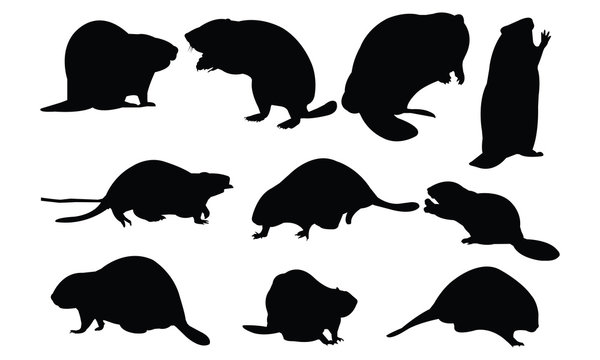 Beaver Silhouette Vector Illustration