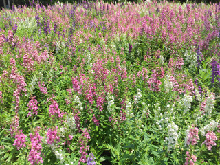 pink and white small flowers background