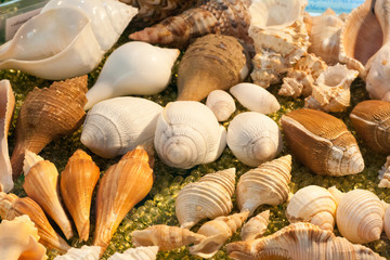 shell