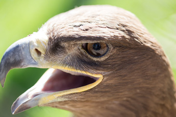 Portrait of an eagle in a park