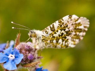 beautiful butterfly wings closed antenna on flower