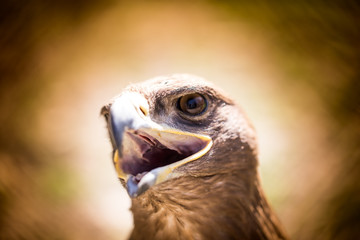 Portrait of an eagle in a park