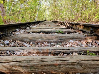 Eisenbahnschiene im Wald