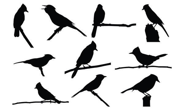 Blue Jay Silhouette Images – Browse 1,592 Stock Photos, Vectors, and Video
