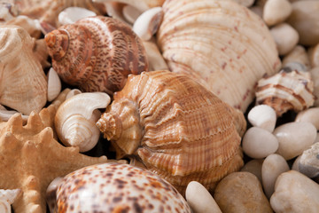 Seashells and pebbles background, natural seashore stones