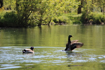 Canards dans le marais poitevin