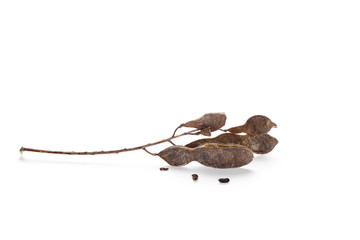 Obraz premium Acacia seeds, black locust, robinia pseudoacacia (whte acacia) isolated on white background