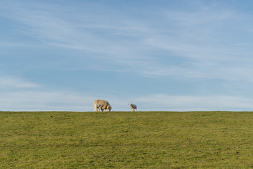 Schaf mit Lämmern beim grasen