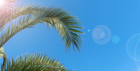 palmwedel in der sonne vor blauem himmel