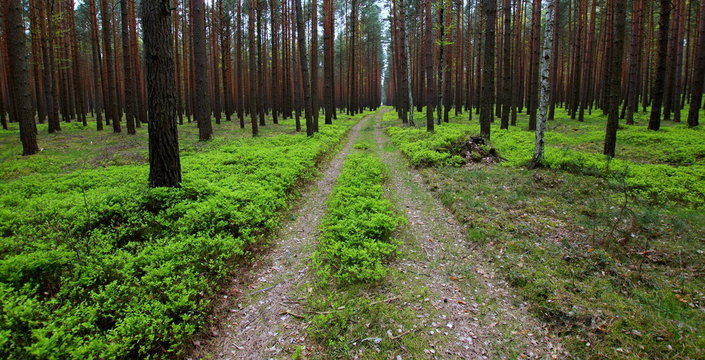 Leśna droga pozostała po wycince lasu
