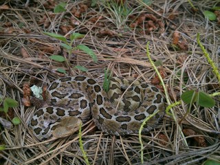 Crotalus ravus (Víbora de cascabel)