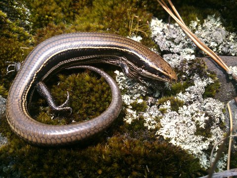 Plestiodon copei (Esliz&oacute;n)