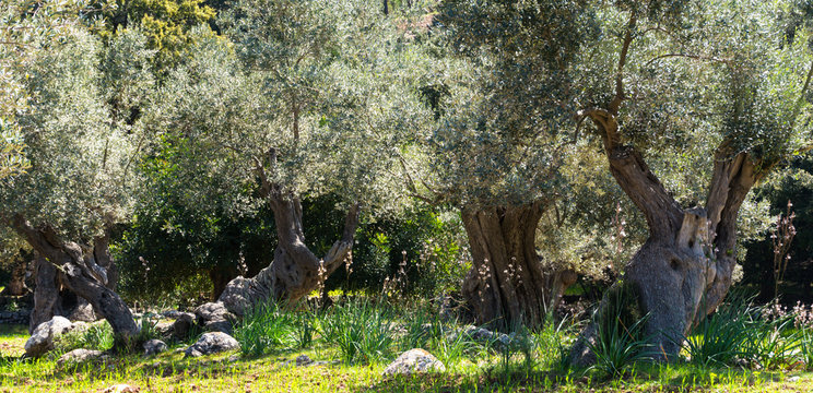 garten mit Olivenbäumen