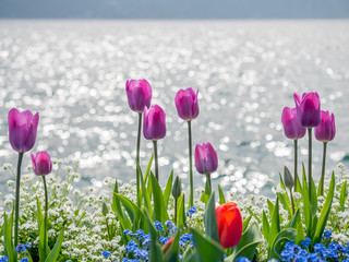 Tulips side of Lake Lugano, Switzerland