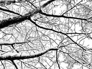Tree Branch During Winter