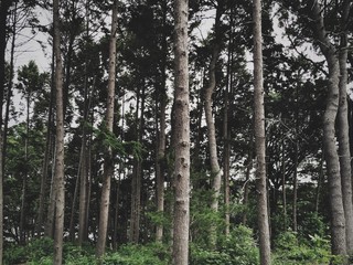 A Collection of Trees at a Park