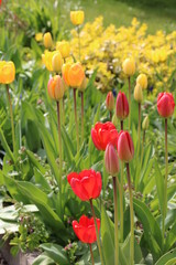 Fototapeta premium Buntes Blumenbeet mit Tulpen