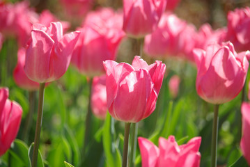 Tulipes rose au printemps au jardin