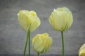 Tulipes jaune pâle au printemps au jardin