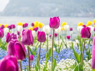 Fototapeta na wymiar Tulips side of Lake Lugano, Switzerland