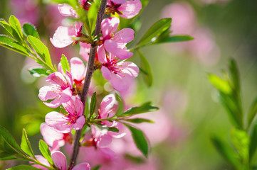 Wild almond tree pink spring bloom