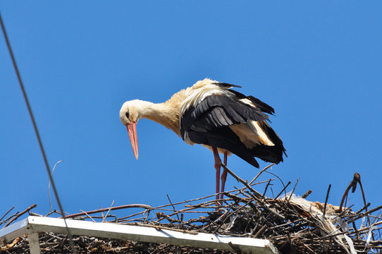 White stork standing in its nest in warm weather. Stork in a nest on a pole
