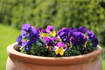 Einpflanzung mit Hornveilchen