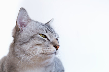 American Shorthair Cat with yellow eyes sitting and looking something on the isolated white background. cat portrait (American shorthair cat).