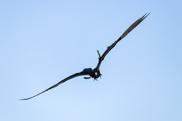 Frigate Birds Flying