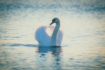 Swan floating on the water  at sunrise. Baltic Sea