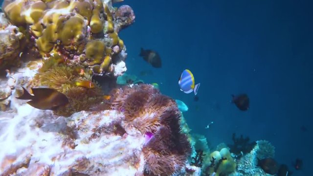 Topical saltwater fish ,clownfish - Coral reef in the Maldives, Anemonefish