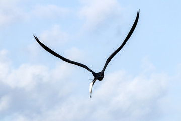 Fototapeta na wymiar Frigate Birds Flying