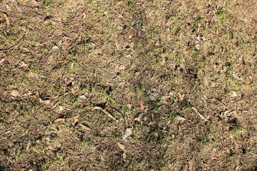 The soil in the forest