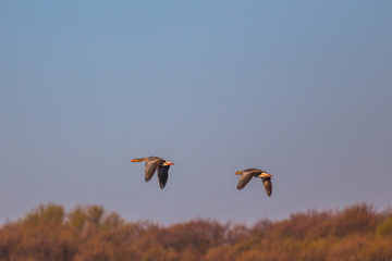 Couple of flying geese