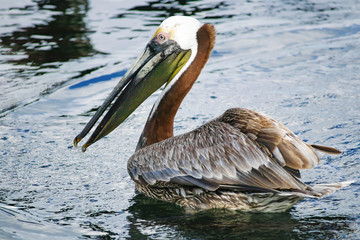 Pelican fishing
