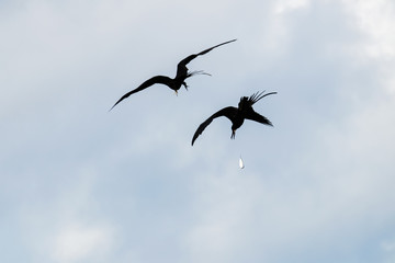 Frigate Birds Flying