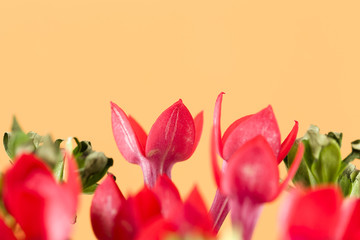 beautiful red bouvardia flower isolated on yellow background