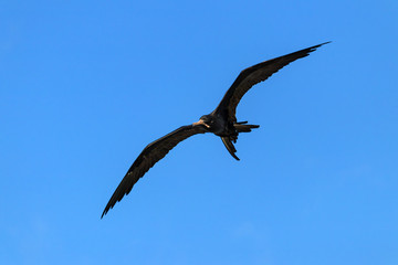 Frigate Birds Flying