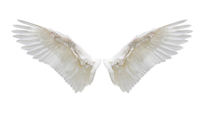 Fototapeta na wymiar Internal white wing plumage