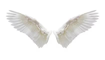 Fotobehang Intern wit vleugelkleed © Naypong Studio