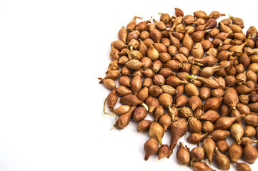 Small onion seeds, small onion seeds, seedable onion seeds white background
